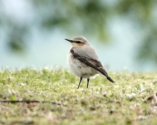 wheatear